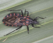 Estudo fornece informações sobre habitat de um dos vetores da doença de Chagas