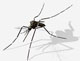Documentário sobre vetor do dengue representa o Brasil em eventos internacionais de cinema científico