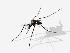  O inseticida de origem biológica foi desenvolvido para combater os mosquitos transmissores da dengue, malária e filariose, três das principais doenças tropicais que matam milhares de pessoas todos os anos no Brasil. 