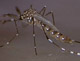 Pesquisadores esclarecem dúvidas sobre a dengue e comentam hábitos do mosquito