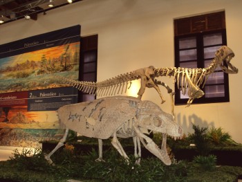  A exposição – dividida em Pré-Cambriano, Paleozoico, Mesozoico e Cenozoico – foi organizada em uma parceria da Casa de Oswaldo Cruz/Fiocruz com o Museu da Geodiversidade da UFRJ e a UFRGS 