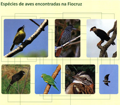  O livro <EM>Voo pela Fiocruz - Guia de Aves do Campus</EM> traz detalhes de 43 espécies que circulam pela Fundação Oswaldo Cruz. 