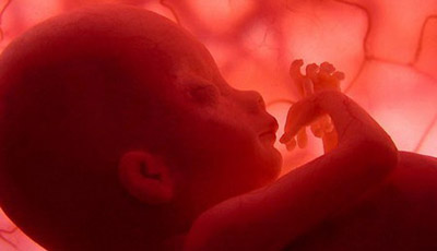  Os chás de ervas abortivos, embora considerados tóxicos, não apresentaram, no trabalho da UFRGS, associação com problemas nos fetos 