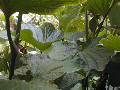  A planta <EM>Piper solmsianum</EM>, nativa da Mata Atlântica (Foto: Massuo Kato/USP) 