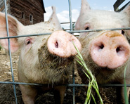Porcos e trabalhadores estão expostos à toxoplasmose