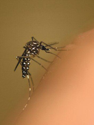  Embora o foco principal da pesquisa seja a dengue, os efeitos da Wolbachia sobre o <EM>A. aegypti</EM> indicam que outras doenças transmitidas por este mosquito também poderiam ser controladas 