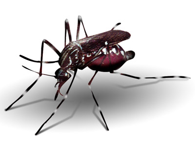  Arte de Guto Mesquita sobre foto do <EM>Aedes agepyti</EM> feita por Genilton Vieira 