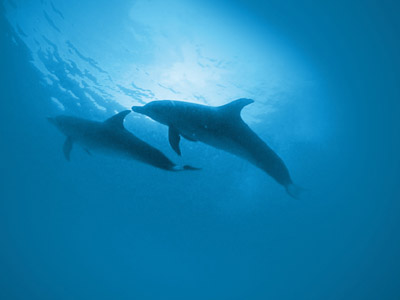  O boto-cinza é um mamífero marinho que está no topo da cadeia alimentar e, por isso, tende a acumular em seu organismo contaminantes encontrados no ambiente e nos demais seres vivos do ecossistema 