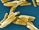 Trabalho indica o uso do RNA Mensageiro em casos de tuberculose