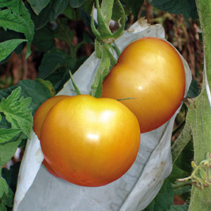  O Tomatec terá um preço intermediário entre o produto tradicional e o orgânico 