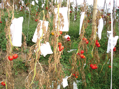  Na nova técnica, sacos isolam os tomates, protegendo-os quando há necessidade de agrotóxicos. Mas produtos naturais ou químicos só são aplicados se a infestação da praga atinge o nível de dano econômico 