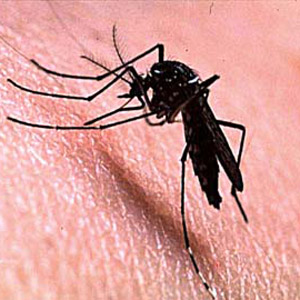  Fêmea adulta do mosquito <EM>Aedes aegypti</EM> sobre a pele humana (Foto: Sinclair Stammers/OMS) 