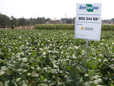  Plantação de soja RR mantida pela Embrapa (Foto: Paulo Kurtz/Embrapa Trigo) 