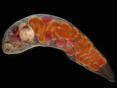 A imagem que concorre ao prêmio exibe um parasito do peixe tainha aumentado 400 vezes no microscópio (Foto: Rodrigo Méxas) 