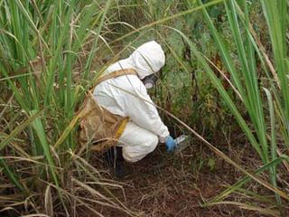  Técnico de investigação epidemiológica colhe amostras no Mato Grosso (Foto: blog Gente Sem Saúde) 