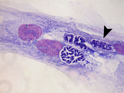  Interação do <EM>T. gondii </EM>com células do epitélio intestinal: o novo modelo de cultivo pode servir de base para estratégias de controle da doença (Fotos: Laboratório de Biologia Estrutural/IOC) 