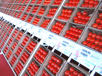  O estudo se concentrou na região do cultivo do tomate no município de Paty (Foto: Milson Cipriani) 