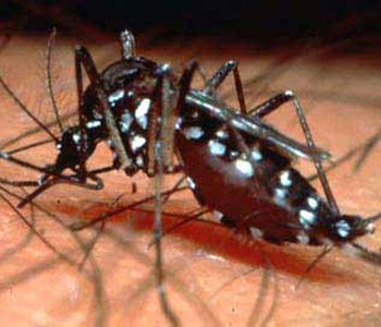  O mosquito <EM>Aedes aegypti</EM>, vetor da dengue 