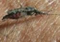 Telas tratadas com inseticida podem ser uma alternativa para o controle da malária