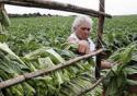Doença da folha verde do tabaco é relatada pela primeira vez no Brasil