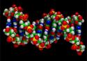Pesquisador comenta artigo em que se especula sobre possível segundo código no DNA