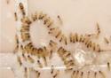 Estudo aponta formigas como vetores de micobactérias em hospitais
