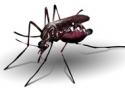 Especial traz informações sobre dengue, da história da doença aos aspectos clínicos