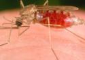 Transmissor da malária cria rapidamente uma resposta contra o causador da doença