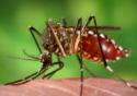 Resistência do mosquito Aedes aegypti a inseticida pode ser revertida