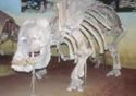Pesquisadora conta a história dos grandes ossos e revela seus impactos na ciência