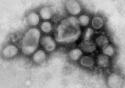 Novo nível de alerta da OMS não muda ações contra influenza A (H1N1) no Brasil
