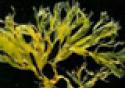 Estudo indica que extrato bruto da alga pode auxiliar o combate a herpes