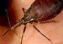 Fundação integra grupo que mapeou o genoma do vetor da doença de Chagas