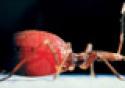 Doença de Chagas: velha enfermidade, novos desafios