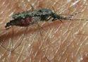 Pesquisa tenta desvendar causas dos sintomas da malária
