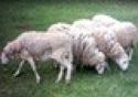 Projeto estudará bactéria que causa doença em cabras e ovelhas