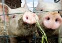 Porcos e trabalhadores estão expostos à toxoplasmose