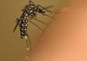 Estudo propõe uso de micro-organismo comum para o controle do Aedes aegypti