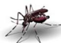 Pesquisa abre novas perspectivas para enfrentar o mosquito da dengue