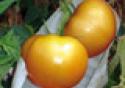 Ensaios permitem desenvolvimento de tomate mais livre de agrotóxicos