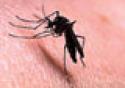 Casos de dengue reforçam cuidados para manejo de inseticidas