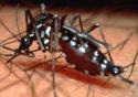 Evento em Pernambuco discute biologia dos insetos transmissores de doenças